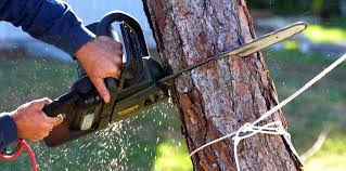 How Our Tree Care Process Works  in  Ballard, UT